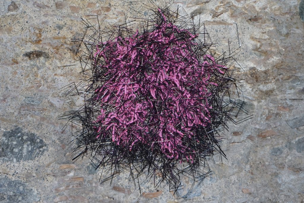 salice nero